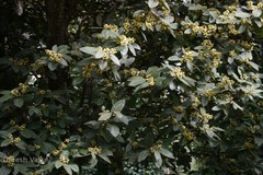 Litsea floribunda